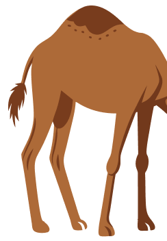 image of camel body
